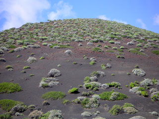 A hill with bushes on top
