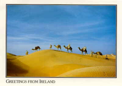 Camels in Ireland ?