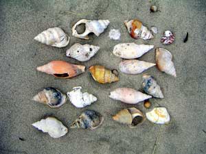 More shells