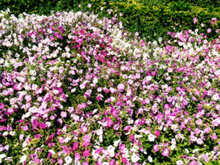 Pink and purple flowers (Petunias)