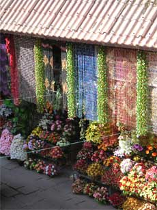 Colourful flower curtains