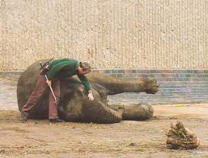 Major maintenance on an elephant